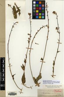 Type specimen at Edinburgh (E). Kotschy, Carl (Karl): 137. Barcode: E00148082.