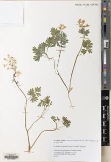 Type specimen at Edinburgh (E). Ruksans, J.: . Barcode: E00148390.
