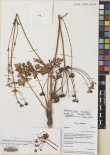Type specimen at Edinburgh (E). Esser, Hans-Joachim: 98-236. Barcode: E00148415.