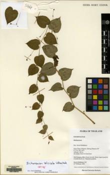Type specimen at Edinburgh (E). D.Middleton, K.Chayamarit, R.Pooma, V.Chamchumroon & K.Phattarahirankoonok: 544. Barcode: E00148510.