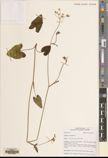 Pimpinella diversifolia — ảnh 3