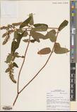 Teucrium quadrifarium — ảnh 3