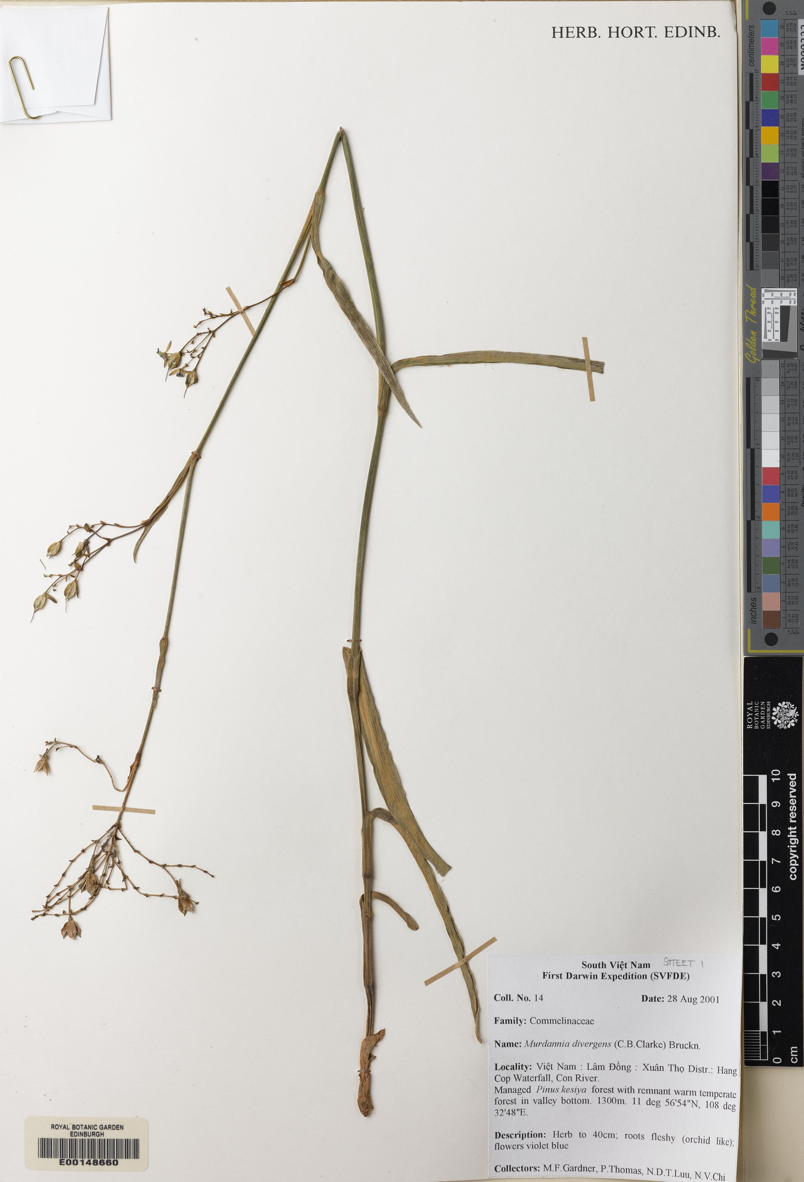 Murdannia divergens — ảnh 2