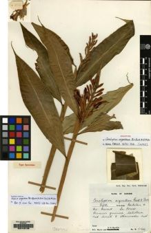 Type specimen at Edinburgh (E). Burtt, Brian; Martin, Adam: B.5166. Barcode: E00149136.