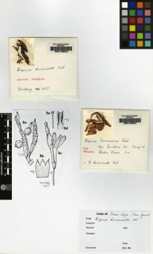 Type specimen at Edinburgh (E). Kloss, Cecil: . Barcode: E00149544.