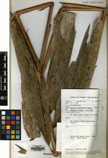 Type specimen at Edinburgh (E). Bernard Lee: S.45518. Barcode: E00149581.