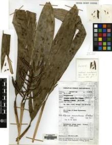 Type specimen at Edinburgh (E). Bernard Lee: S.45518. Barcode: E00149582.