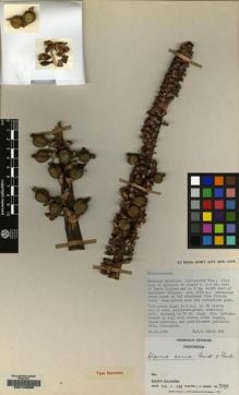 Type specimen at Edinburgh (E). Sands, Martin: 595. Barcode: E00149596.