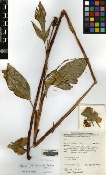 Type specimen at Edinburgh (E). Van Balgooy, Max: 3194. Barcode: E00149606.