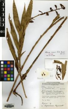 Type specimen at Edinburgh (E). Van Balgooy, Max: 3271. Barcode: E00149607.