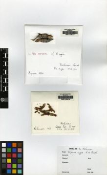 Type specimen at Edinburgh (E). Beguin, Victor: 1234. Barcode: E00149617.