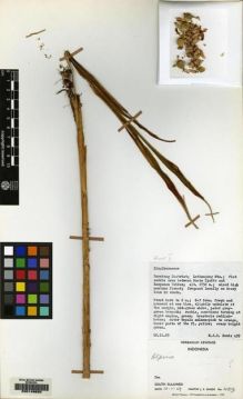 Type specimen at Edinburgh (E). Sands, Martin: 459. Barcode: E00149620.