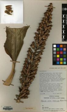 Type specimen at Edinburgh (E). Sands, Martin: 857. Barcode: E00149626.