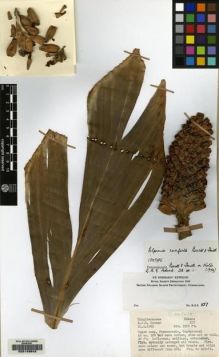 Type specimen at Edinburgh (E). Corner, Edred: D. Barcode: E00149643.
