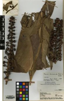 Type specimen at Edinburgh (E). Sore, J: 2316. Barcode: E00149645.