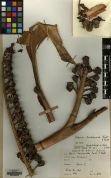 Type specimen at Edinburgh (E). Sore, J: 2316. Barcode: E00149646.