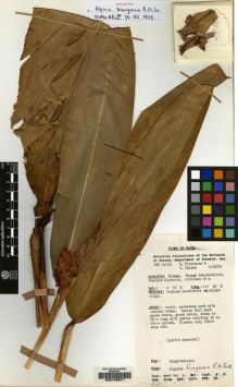 Type specimen at Edinburgh (E). H. Streimann & Y. Lelean: 34126. Barcode: E00149671.