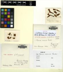 Type specimen at Edinburgh (E). Hollrung, Max: 844. Barcode: E00149689.