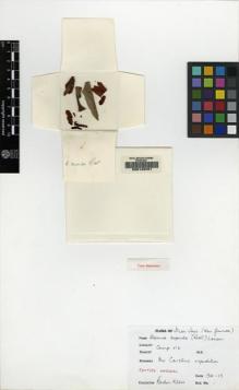 Type specimen at Edinburgh (E). Kloss, Cecil: . Barcode: E00149701.