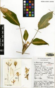 Type specimen at Edinburgh (E). Cultivated Plant of the RBGE (CULTE): . Barcode: E00149734.