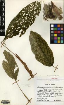 Type specimen at Edinburgh (E). Burtt, Brian; Woods, Patrick: B.2235. Barcode: E00149743.