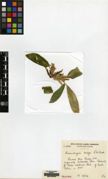 Type specimen at Edinburgh (E). Cultivated Plant of the RBGE (CULTE): C13881. Barcode: E00149744.