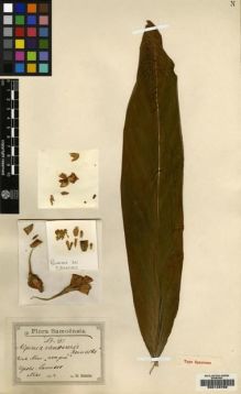 Type specimen at Edinburgh (E). Reinecke, F.: 301. Barcode: E00149782.