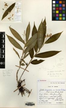 Type specimen at Edinburgh (E). Burtt, Brian; Woods, Patrick: B.2711. Barcode: E00149837.