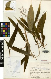 Type specimen at Edinburgh (E). Burtt, Brian; Woods, Patrick: B.2363. Barcode: E00149842.