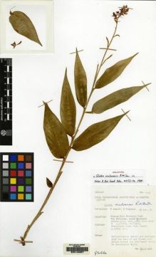 Type specimen at Edinburgh (E). Argent, George; Coppins, Brian: 1139. Barcode: E00149857.