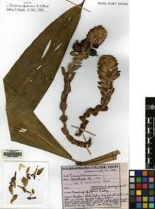 Type specimen at Edinburgh (E). K.G.Bhat: 1971. Barcode: E00149953.