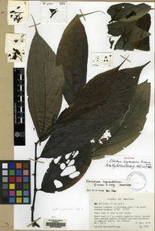 Type specimen at Edinburgh (E). Grierson, Andrew; Long, David: 2134. Barcode: E00150564.