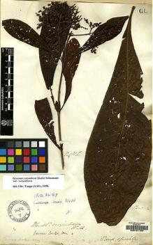 Type specimen at Edinburgh (E). Wallich, Nathaniel: [6276]. Barcode: E00151183.