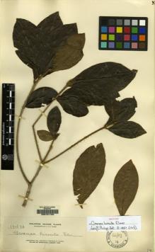 Type specimen at Edinburgh (E). Elmer, Adolph: 13476. Barcode: E00151184.