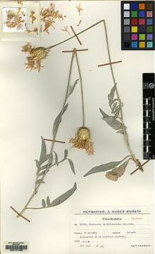Type specimen at Edinburgh (E). Huber-Morath, Arthur: 11935. Barcode: E00151436.