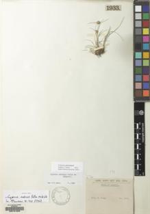 Type specimen at Edinburgh (E). Bang, Miguel: 1933. Barcode: E00151869.