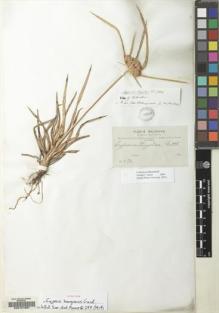 Type specimen at Edinburgh (E). Bang, Miguel: 531. Barcode: E00151887.
