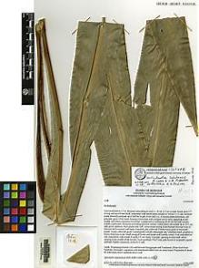 Type specimen at Edinburgh (E). Poulsen, Axel; Yahya, Bakhtiar; Gobilik, Januarius: 1508. Barcode: E00152612.