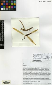 Type specimen at Edinburgh (E). Poulsen, Axel; Yahya, Bakhtiar; Gobilik, Januarius: 1508. Barcode: E00152613.
