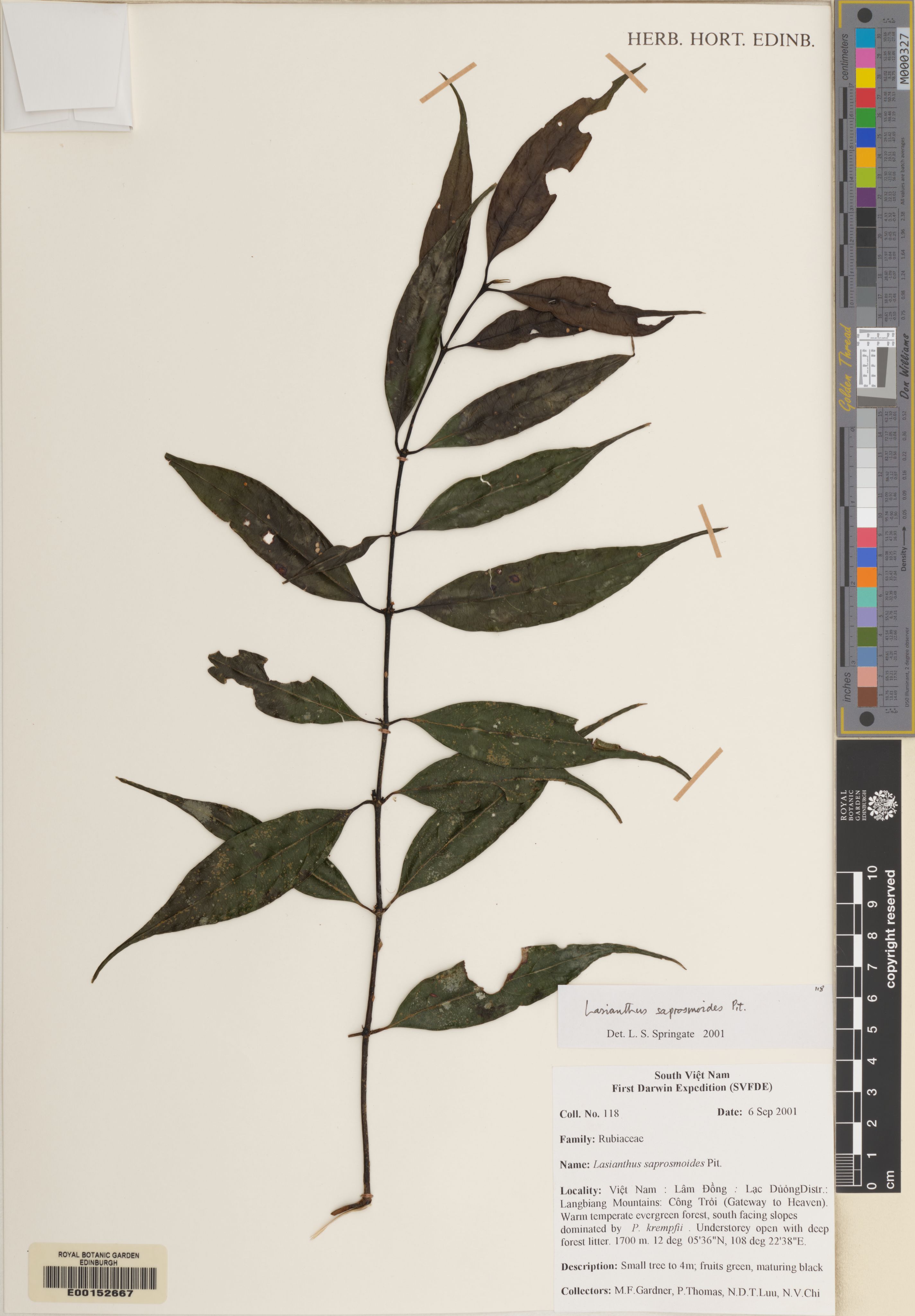 Lasianthus saprosmoides (Lasianthus saprosmoides)