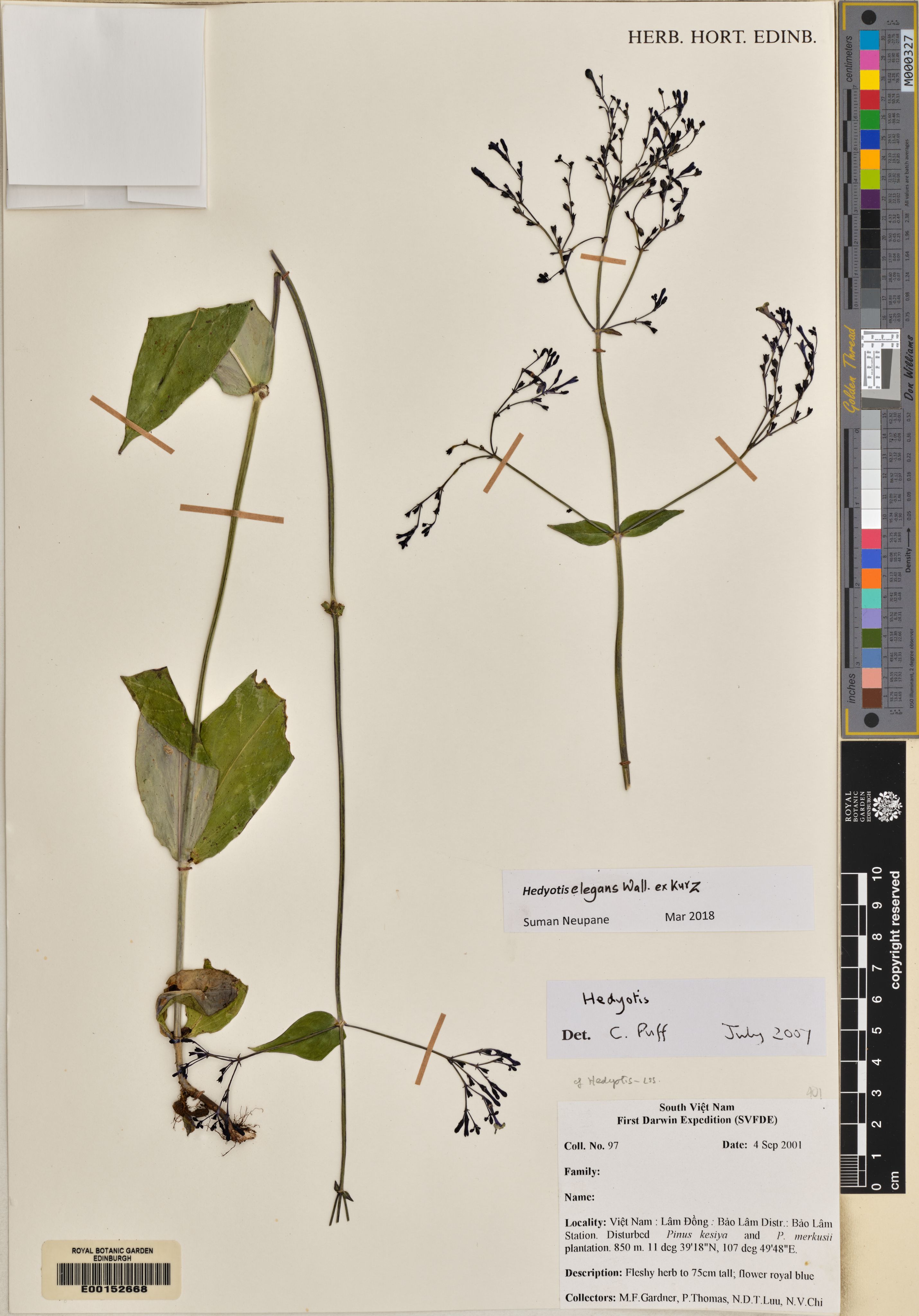 Hedyotis acutangula — ảnh 2