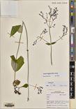 Hedyotis acutangula — ảnh 3