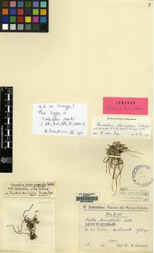 Type specimen at Edinburgh (E). Schlechter, Friedrich: 20075. Barcode: E00153339.