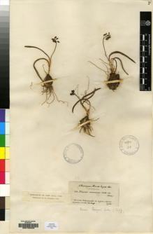 Type specimen at Edinburgh (E). Bourgeau, Eugène: 262. Barcode: E00153429.