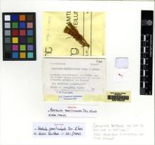 Type specimen at Edinburgh (E). Luisier, Alphonse: . Barcode: E00153442.