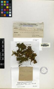 Type specimen at Edinburgh (E). Winkler, Hans: 3263. Barcode: E00153701.