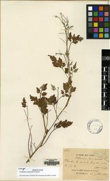 Type specimen at Edinburgh (E). Delavay, Pierre: 1843. Barcode: E00154592.