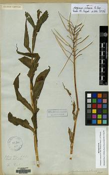 Type specimen at Edinburgh (E). Wallich, Nathaniel: 4782. Barcode: E00154660.