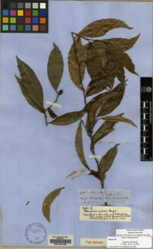 Type specimen at Edinburgh (E). Spruce, Richard: 4148. Barcode: E00154735.