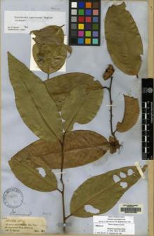 Type specimen at Edinburgh (E). Spruce, Richard: 1510. Barcode: E00154736.